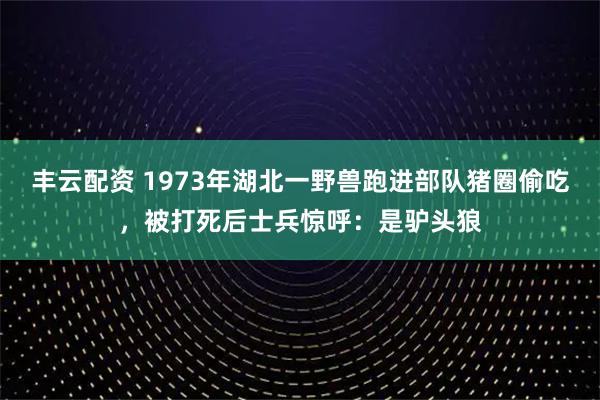 丰云配资 1973年湖北一野兽跑进部队猪圈偷吃，被打死后士兵惊呼：是驴头狼